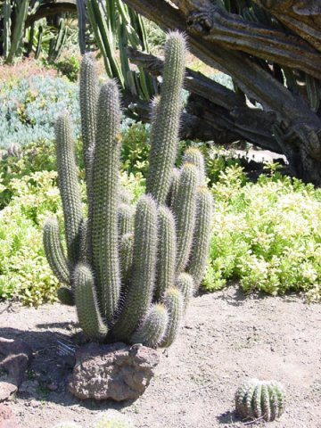 Echinopsis_litoralis